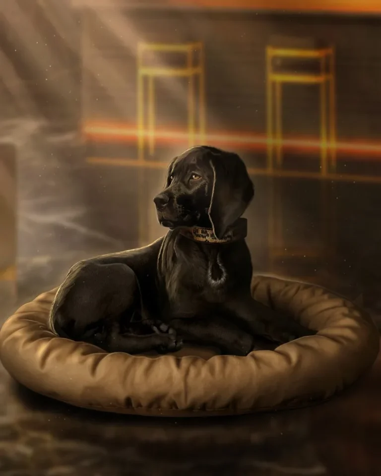 1 сезон 4 серия - Кат-сцена с щенком